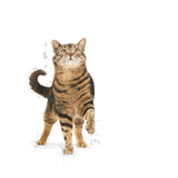 FCN APPETITE CONTROL - GATO